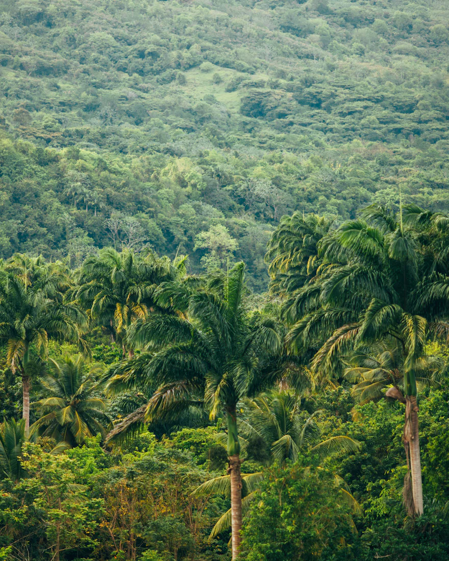 Floresta tropical densa