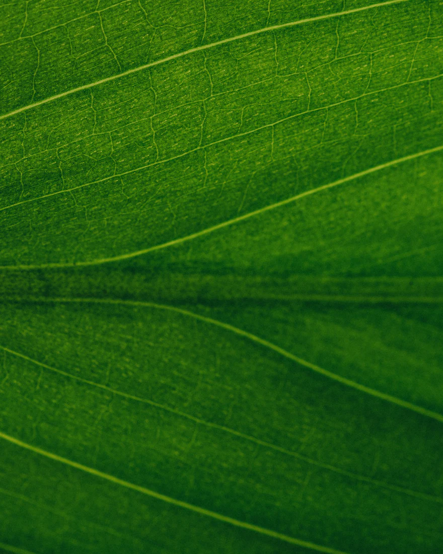 Detalhe de folha verde