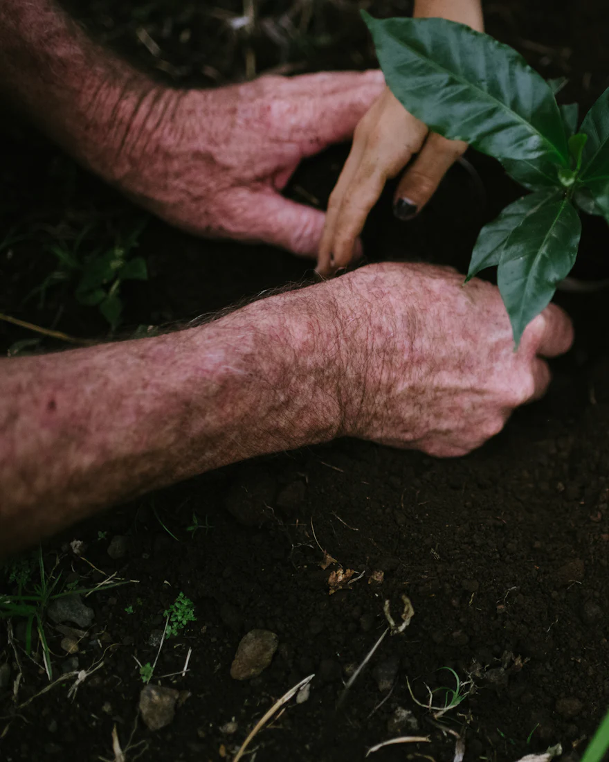Mãos plantando uma muda no solo